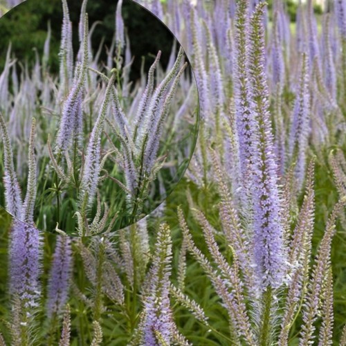 Veronicastrum virginicum 'Lavendelturm' - Virgiinia männasmailane 'Lavendelturm' P9/0,55L 